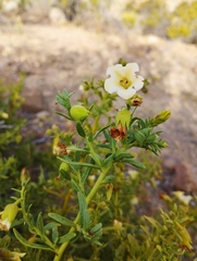 Lycium bridgesii