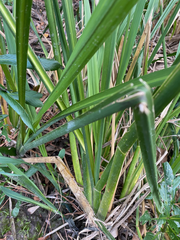 Zizaniopsis miliacea