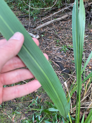 Zizaniopsis miliacea