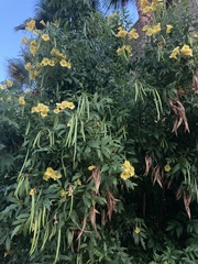 Cassia leptophylla