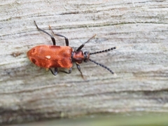 Lemodes coccinea