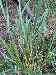 Zizaniopsis miliacea