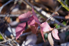 Rubus flagellaris