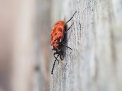 Lemodes coccinea
