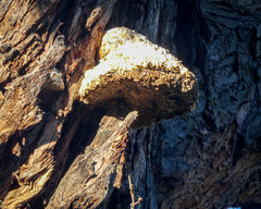 Laetiporus portentosus