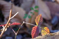 Rubus flagellaris