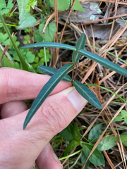 Thyrsanthella