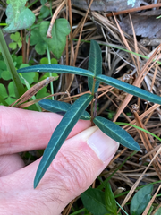 Thyrsanthella