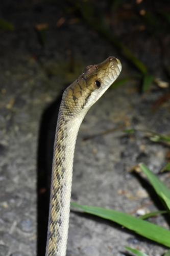 Australian Scrub Python sighting