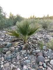 Washingtonia filifera