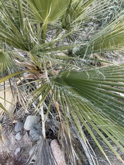 Washingtonia filifera