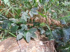 Passiflora cinnabarina