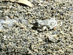 Platyplectrum spenceri