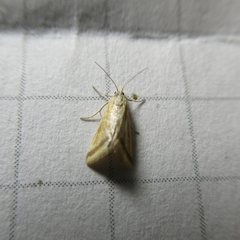 Microtheoris ophionalis