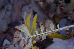 Agrimonia parviflora