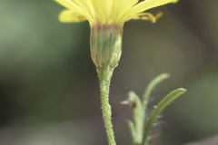 Croptilon hookerianum