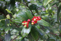 Ochna