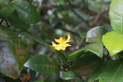 Ochna
