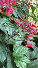 Clerodendrum