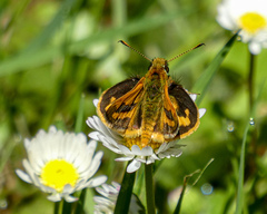 Ocybadistes walkeri sothis