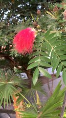 Calliandra haematocephala