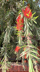 Melaleuca viminalis