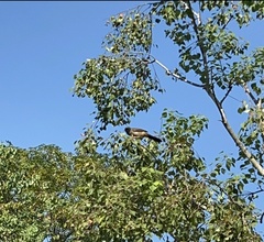 Pterorhinus perspicillatus