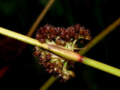 Juncus conglomeratus