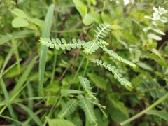 Phyllanthus niruri