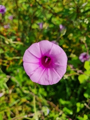 Ipomoea trifida