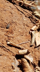 Cicindela duodecimguttata