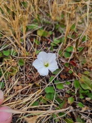 Convolvulus waitaha