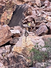 Petrogale lateralis