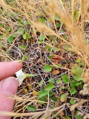 Convolvulus waitaha