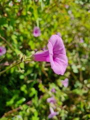 Ipomoea trifida