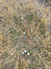Convolvulus waitaha