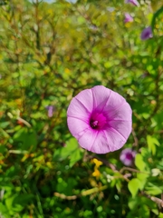 Ipomoea trifida