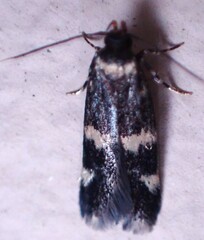 Oegoconia novimundi