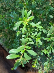 Bursaria spinosa