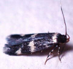 Oegoconia novimundi