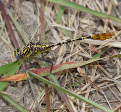 Dromogomphus spoliatus