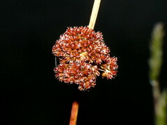 Juncus conglomeratus
