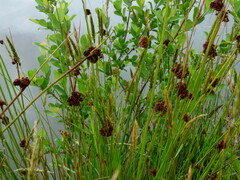Juncus conglomeratus