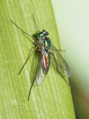 Heteropsilopus cingulipes