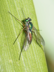 Heteropsilopus cingulipes