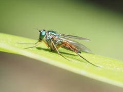 Heteropsilopus cingulipes