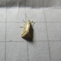 Microtheoris ophionalis