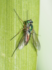 Heteropsilopus cingulipes