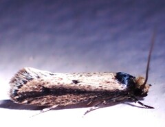 Tinea apicimaculella