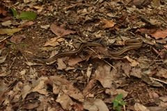 Coniophanes schmidti